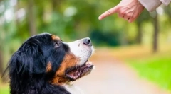 Како да се одвик куче да брзаат на автомобили